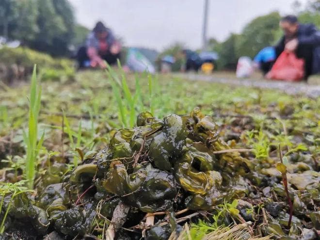 俗称“雷公屎”，可能是“最难洗”的野菜，雷雨天才有，20元/斤成高钙菜