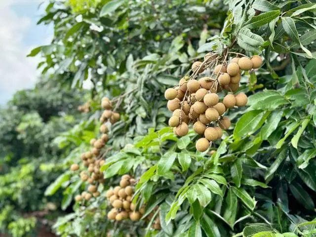 接“荔”！茂名82万亩龙眼陆续上市