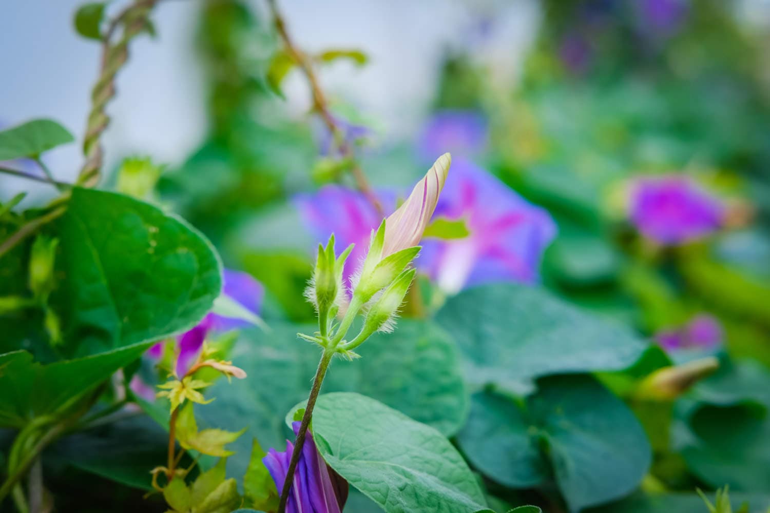 牵牛花的养殖方法和注意事项