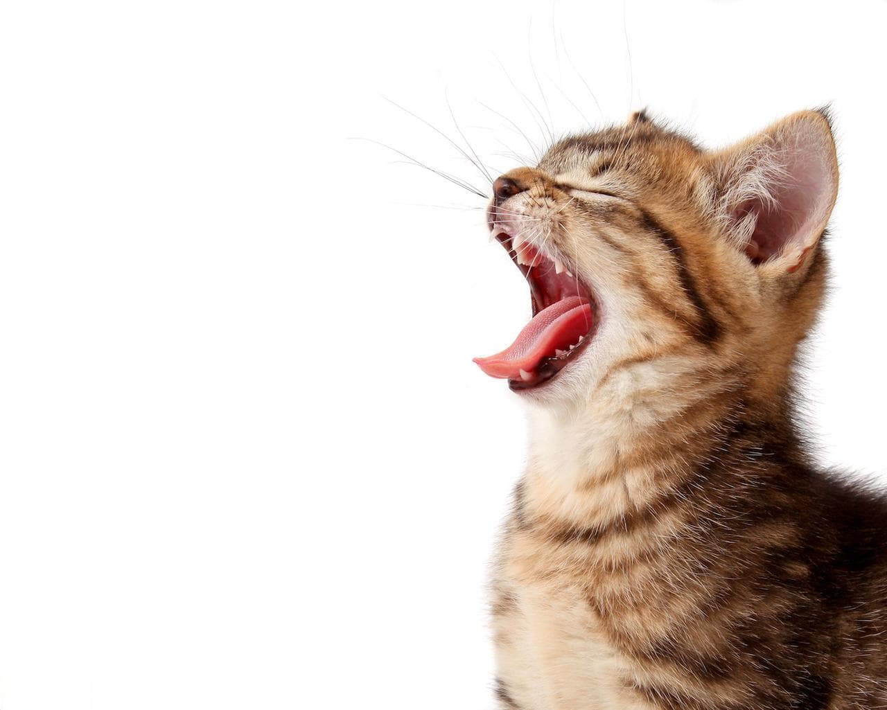 猫咪气喘怎么办？从环境管理到中草药保养的全面指南