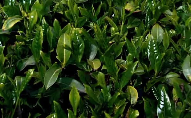 香山早1号：浙江特早生茶树新品种