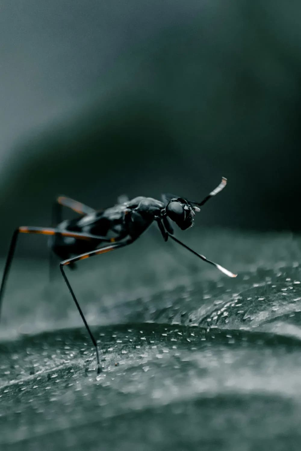 认知行为疗法：克服昆虫恐惧症的有效方法