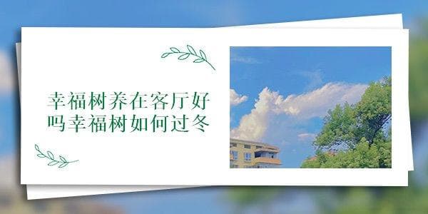 幸福树养在客厅好吗？冬季如何养护？