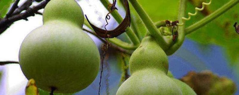 葫芦瓜怎么种植好