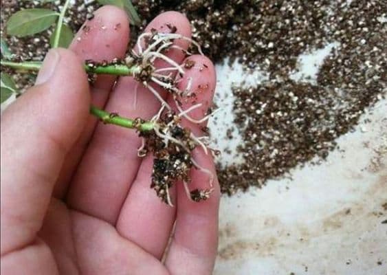 葡萄苗泡生根水的方法？葡萄用水加生根粉如何发根