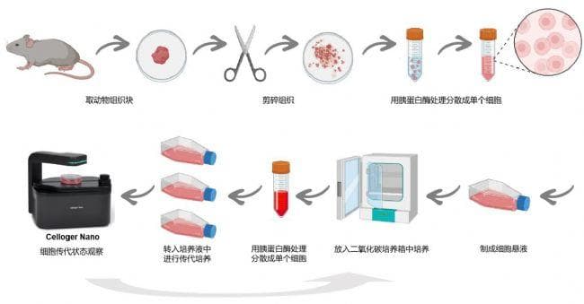 细胞培养基础实验入门指南