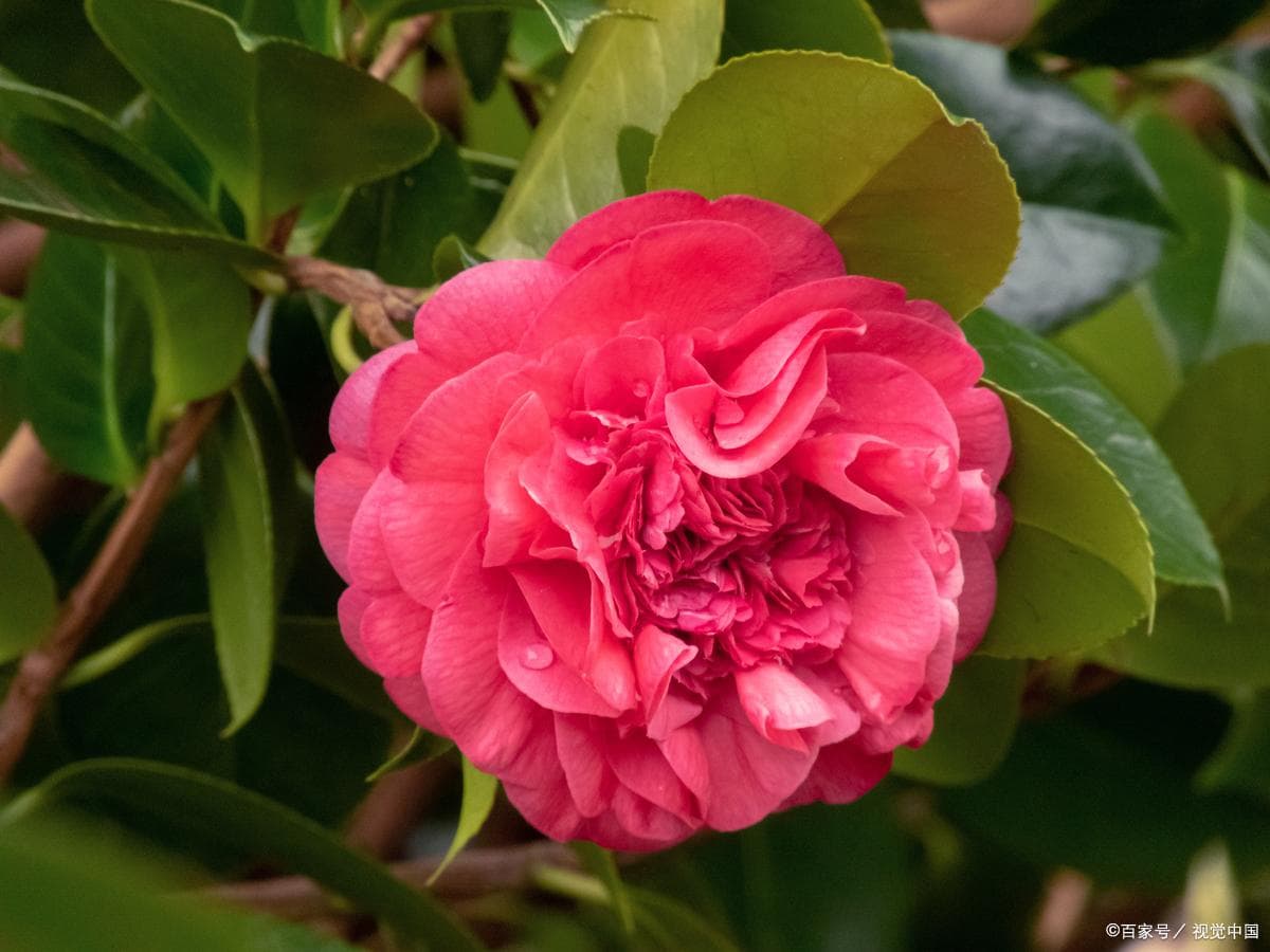 山茶花掉叶子怎么回事，应怎么处理