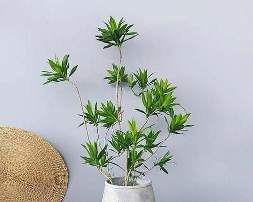 盆栽竹子养护大全（从浇水到修剪，让你的盆栽竹子更旺盛）
