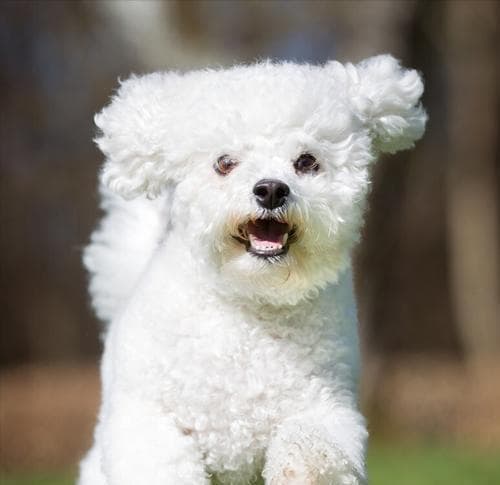 比熊犬智商排名：揭秘比熊犬受欢迎的原因