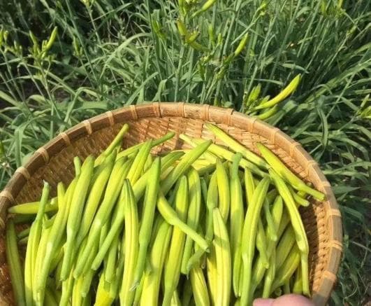 春季吃野菜，这份安全指南请收好！
