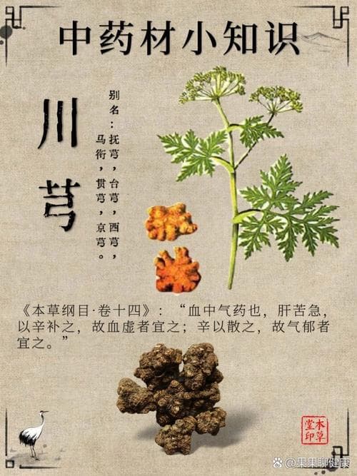 白川芎，揭示其神奇功效