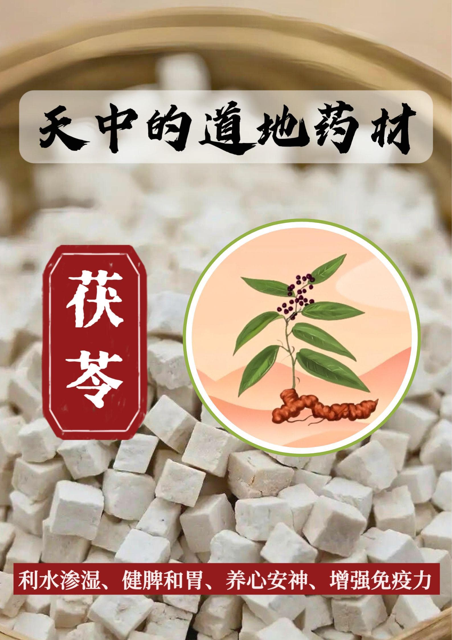 天中的道地药材（第十二期）——茯苓