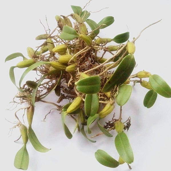 石橄榄：自然的草药瑰宝与美食佳品