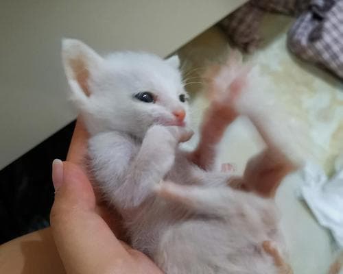 揭秘猫咪为何迷恋舔塑料袋：行为背后的科学真相