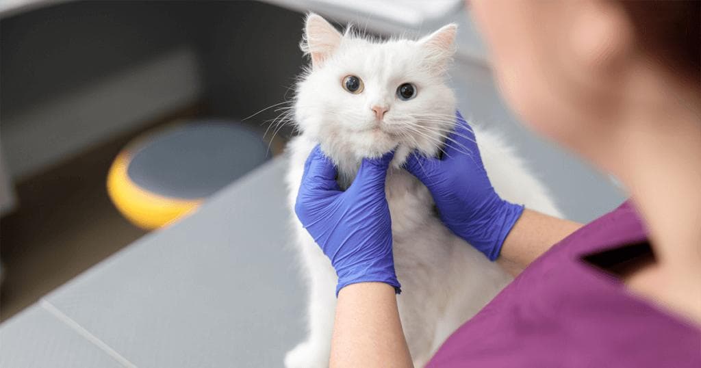 猫咪疫苗接种全攻略：核心疫苗、非核心疫苗、多价疫苗及佐剂疫苗的区别