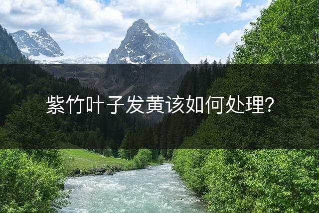 紫竹叶子发黄怎么办？从肥料、光照到水分的全方位解决方案
