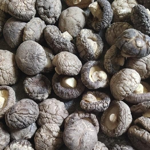 香菇808：一种广受欢迎的食用菌品种