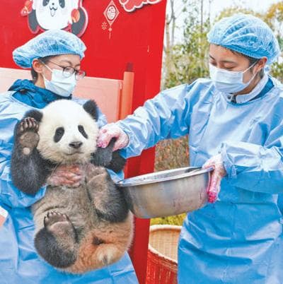 来看大熊猫，又不只是看大熊猫