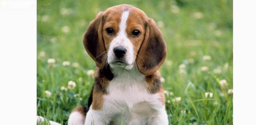 比格犬的性格与饲养：资深养狗人分享的全面指南
