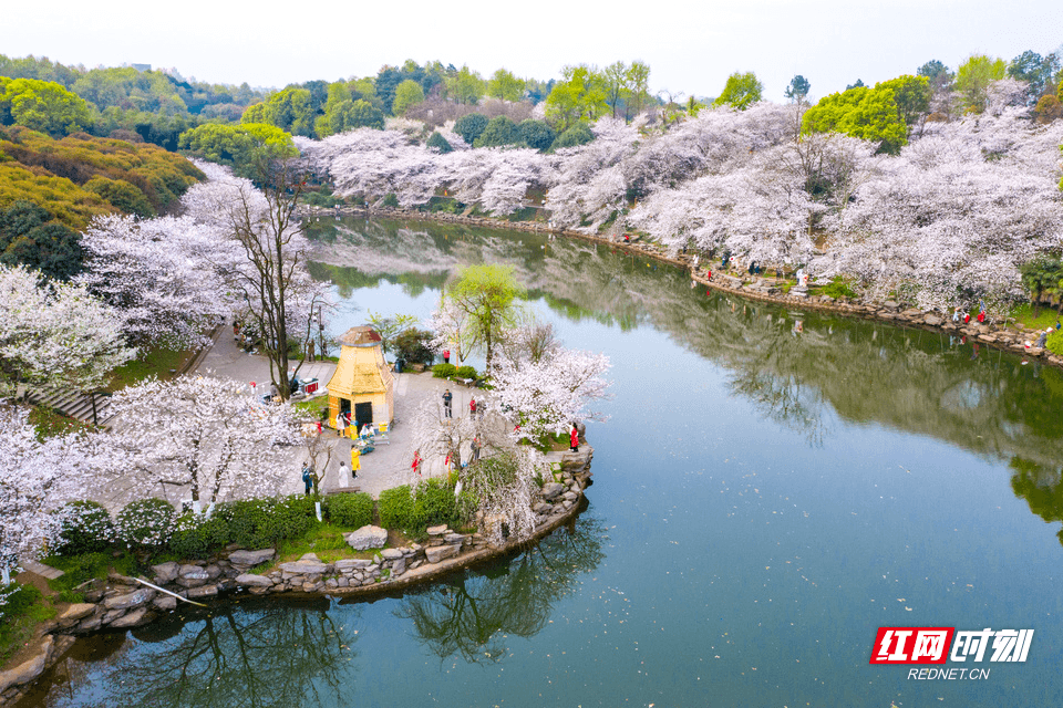 湖南春季赏花指南：漫步三湘四水，邂逅繁花盛景