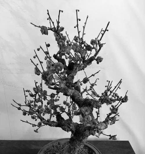 梅花盆栽（养殖方法和养护要点）