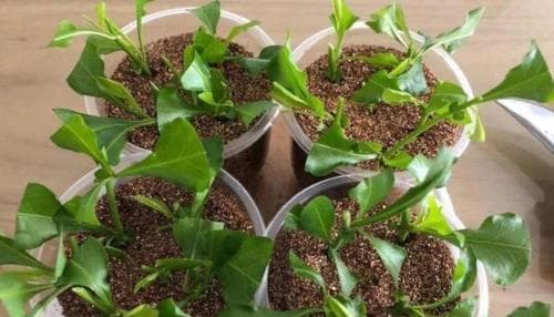 如何快速让植物生根（掌握科学的方法，让你的植物生长更快更健康）