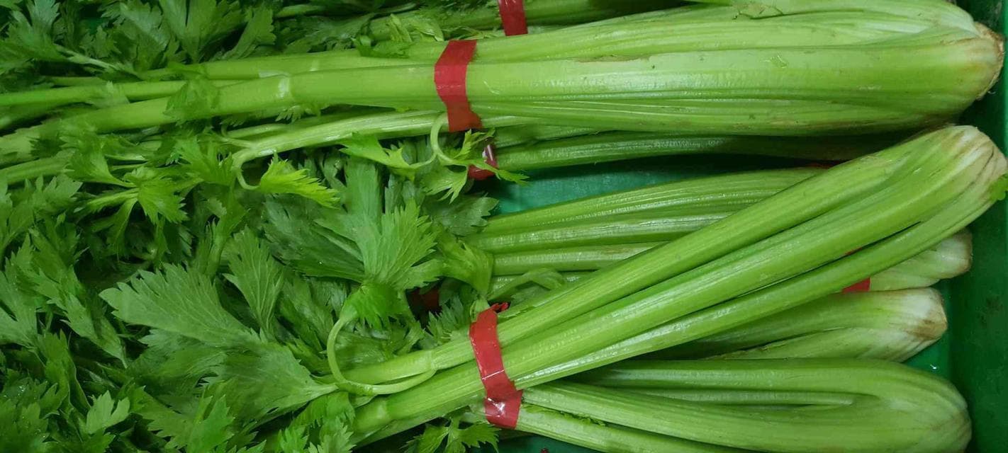 芹菜的种植和采摘（了解芹菜的生长周期和正确采摘技巧）