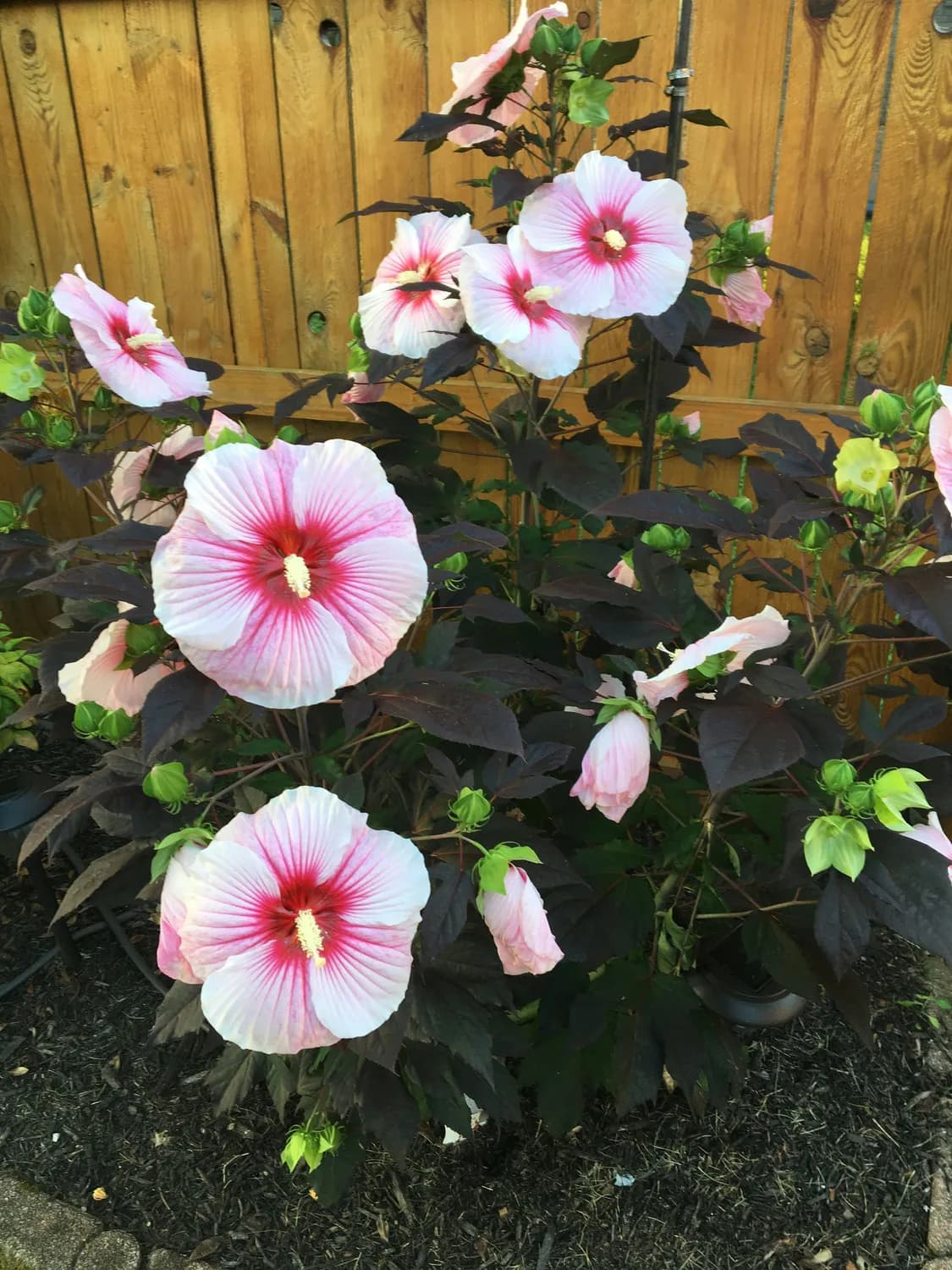 芙蓉花：从传统文化符号到现代城市名片