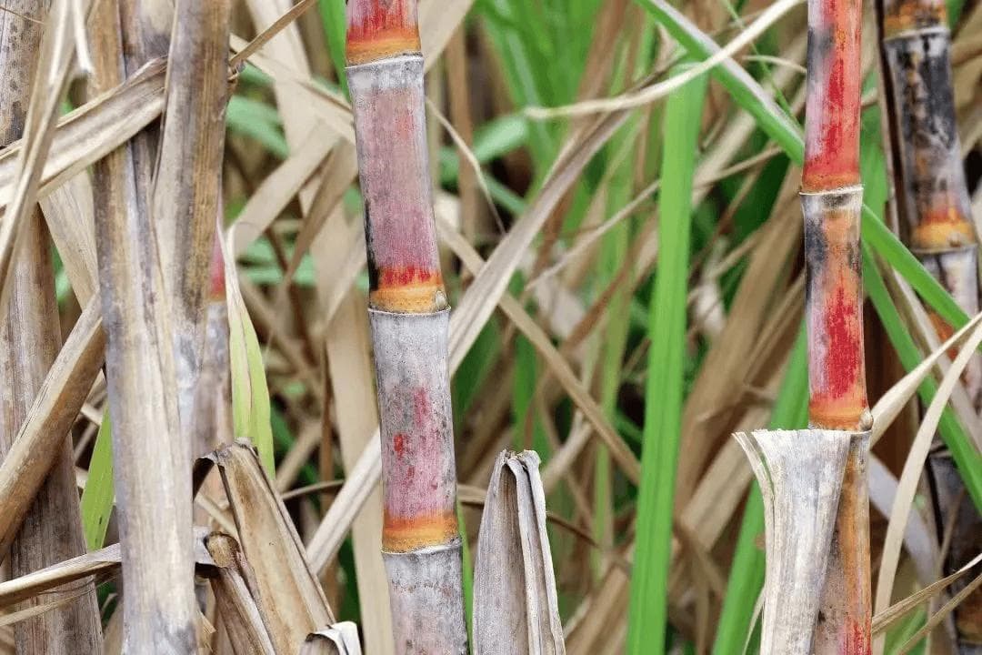 “清明甘蔗毒过蛇”？教你辨别霉变甘蔗，安全食用有讲究