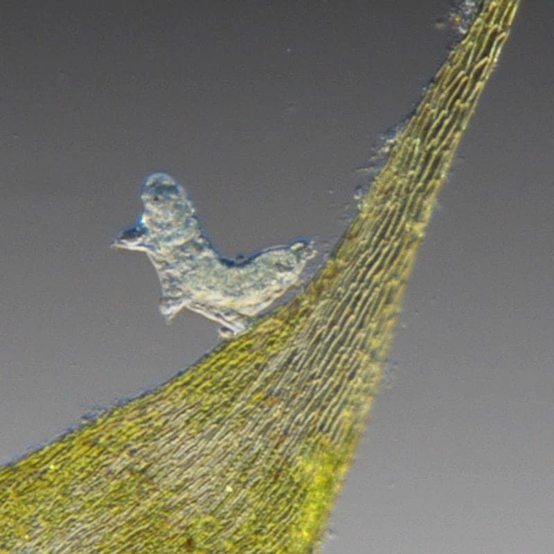 重大突破丨我国科学家破解“极端生命体”水熊虫生存机制