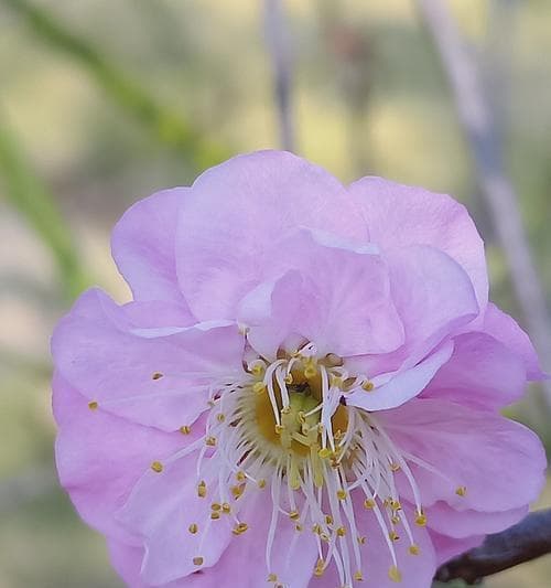 梅花吉祥之美：深入解读梅花寓意与象征