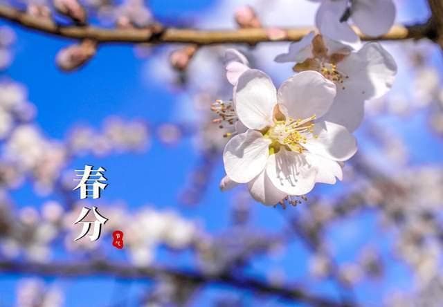 2025年春分：双春闰月、气候异常与民俗文化交织的独特节气