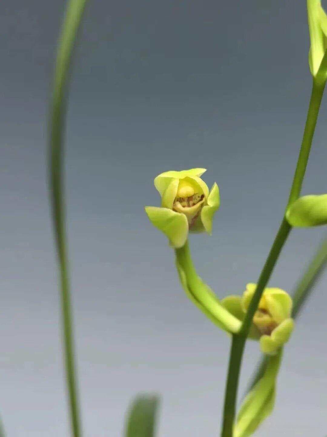 兰花美学欣赏中的立根之本