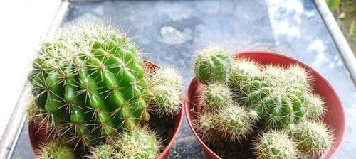 养护仙人球的秘密（快速、健康、旺盛的生长）