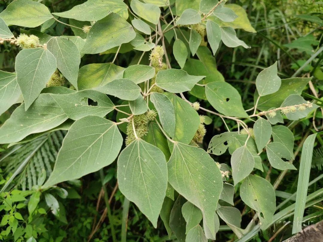 白背叶：叶制酒曲籽榨油，根治肝炎的先锋植物！