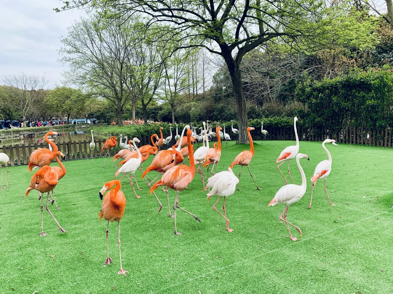 龙湾岛：东莞城市中心的生态明珠