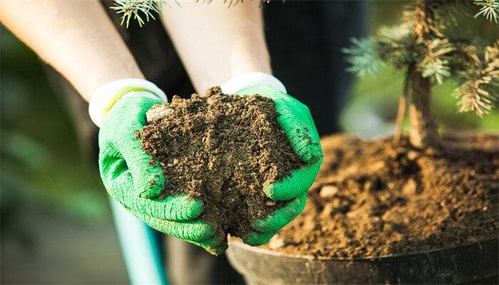 花卉肥料大揭秘：十种常见肥料的优缺点与使用指南