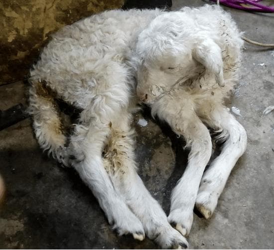 小羊拉稀的症状与治疗方法