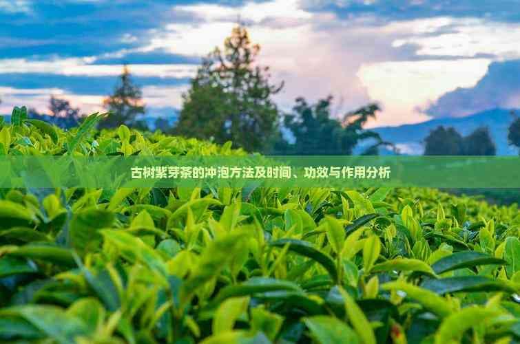 古树紫芽茶的冲泡方法及时间、功效与作用分析