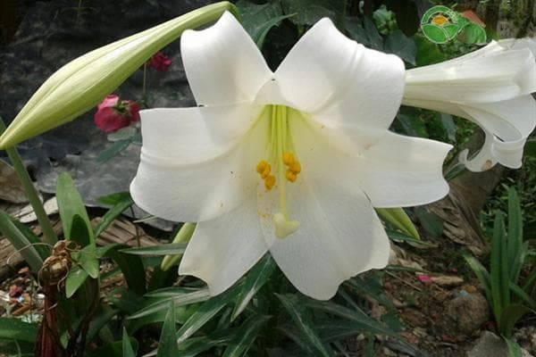 香水百合花的种植和养殖方法