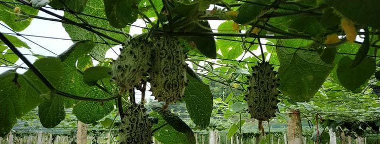 火参果（了解火参果的生长周期和果实特性）