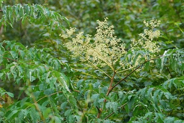 刺老芽与刺五加：从食材到药材的植物之辨