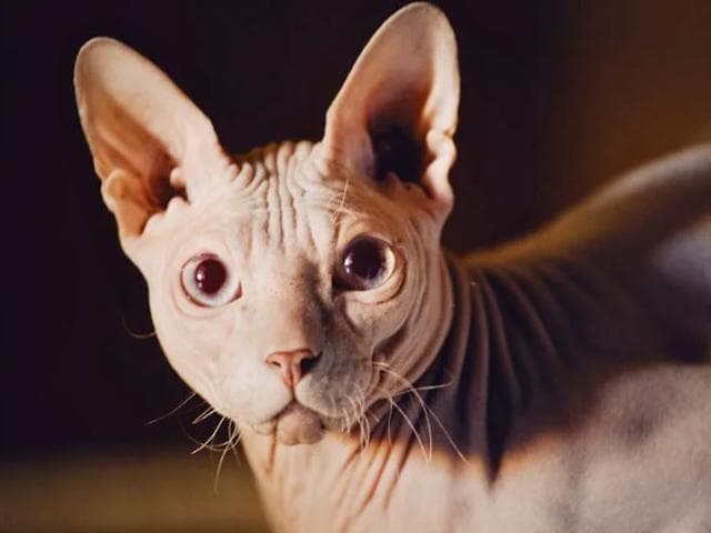 斯芬克斯猫有胡须吗？关于这种无毛品种的事实