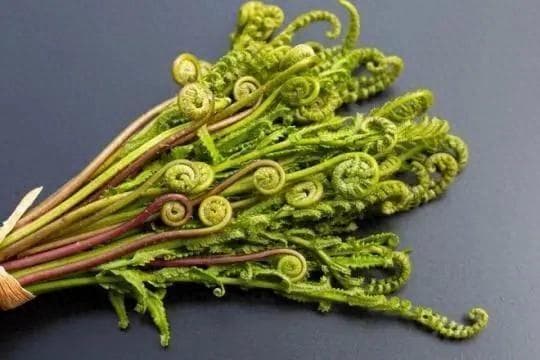药食两用的山珍——蕨菜