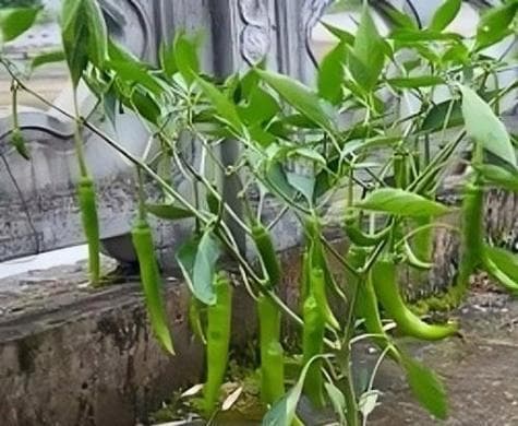 如何加速辣椒种子发芽？（掌握5种技巧，让辣椒种子迅速发芽）