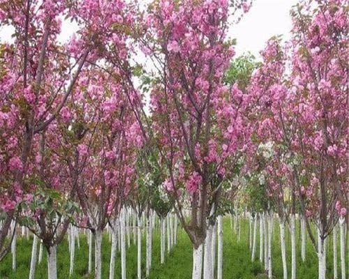 如何选择最适合种植的海棠树品种（从九重海棠到湖南海棠，探索最优品种）