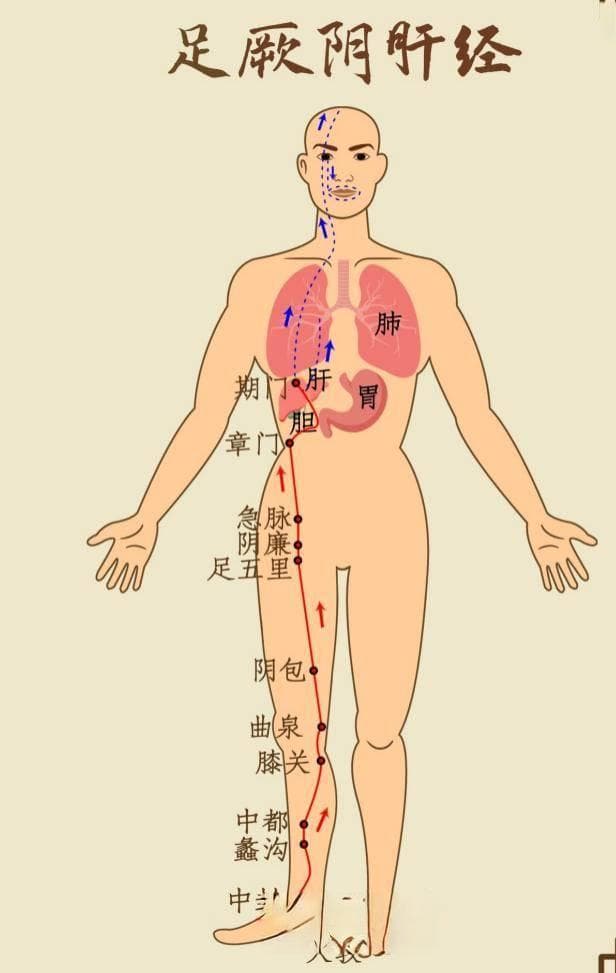 丑时养肝正当时：传统养生智慧与现代科学解读