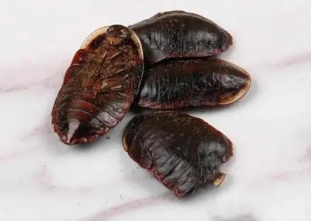 地鳖虫别名又叫什么 地鳖虫的功效与作用是什么