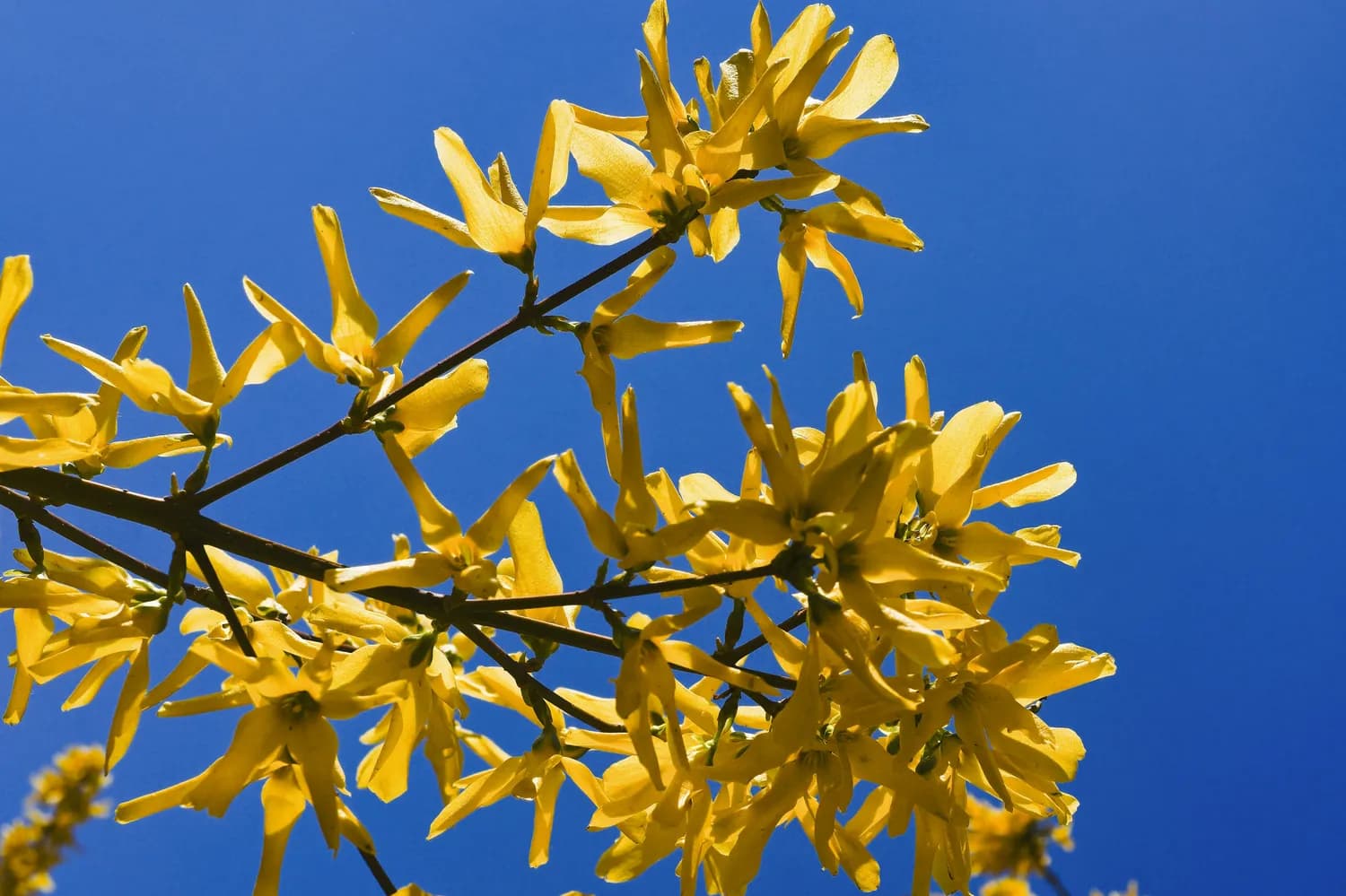 迎春花：春节里的小确幸