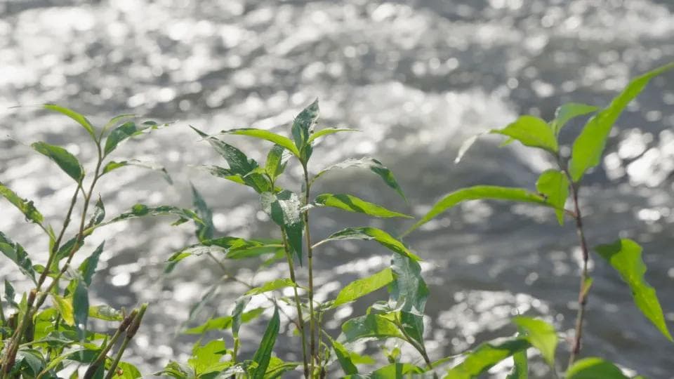 7月割草、8月制“药”，跨越280多年，绍兴酒酒药是这样传承下来的